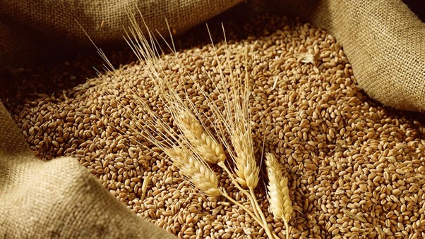 
7 lợi ích không ngờ của lúa mạch đối với sức khỏe
